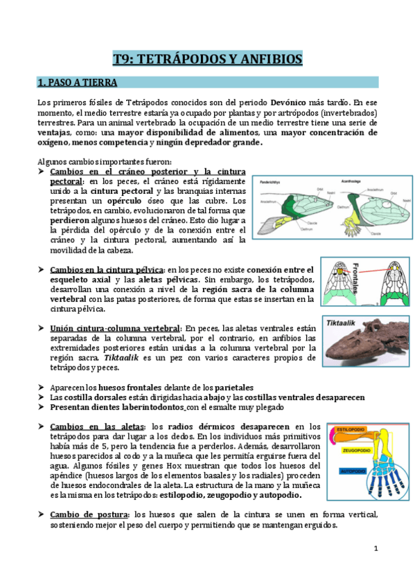 Miniatura del documento T9-TETRAPODOS-Y-ANFIBIOS.pdf