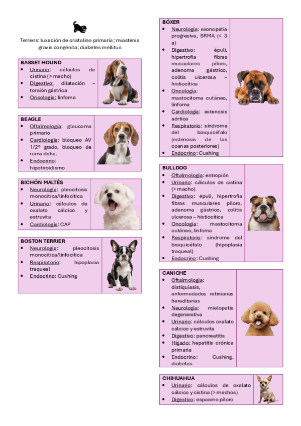 Miniatura del documento FLASHCARDS-RAZAS.pdf