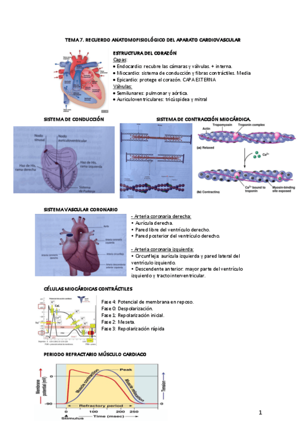 Miniatura del documento Tema-7.-Recordatorio-cardiovascular.pdf