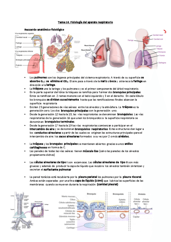 Miniatura del documento Tema-16.-Fisiologia-del-aparato-respiratorio.pdf