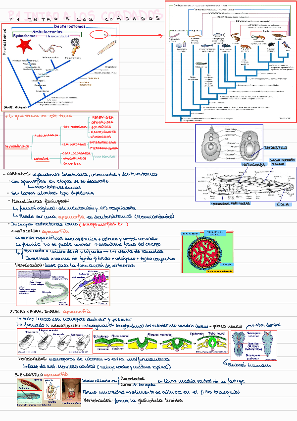 Miniatura del documento T6-INTRODUCCION-A-LOS-CORDADOS-PROCORDADOS.pdf