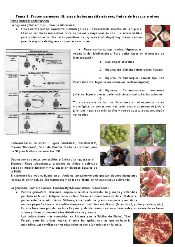 Miniatura del documento Botanica.-Tema-9.pdf