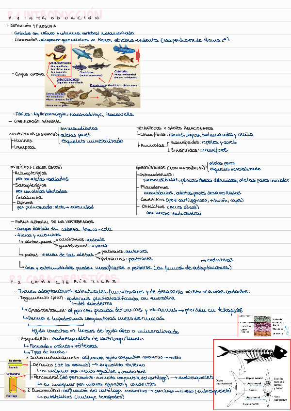 Miniatura del documento T7-INTRODUCCION-A-LOS-VERTEBRADOS.pdf
