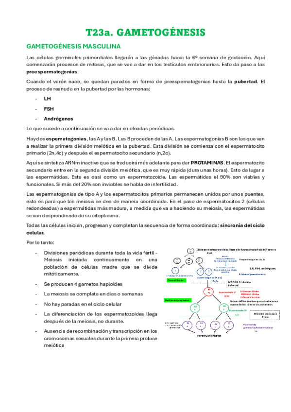 Miniatura del documento T23a-GAMETOGENESIS.pdf
