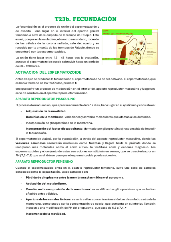 Miniatura del documento T23b-FECUNDACION.pdf