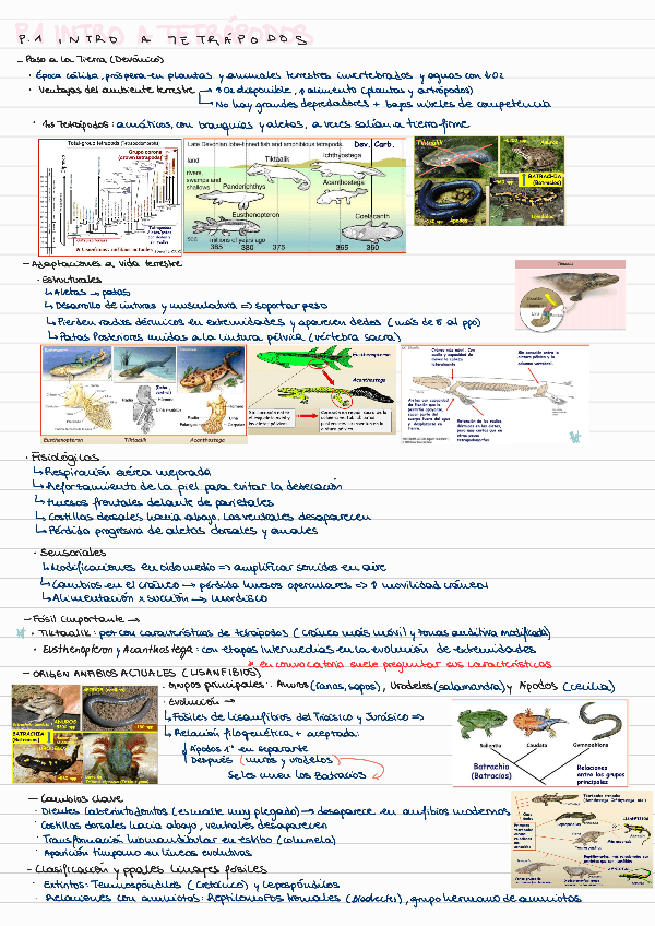 Miniatura del documento T9-ANFIBIOS.pdf