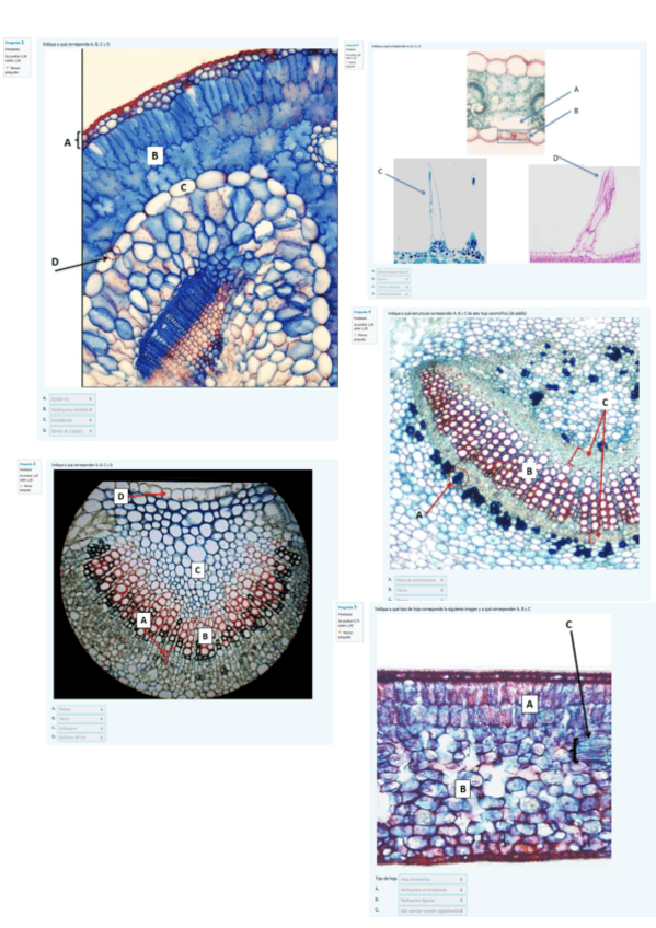 Miniatura del documento TEST-PRACTICA-HOJA-BIOCEL-I.-NOTA--969.pdf