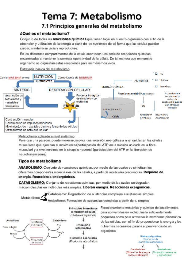 Miniatura del documento Tema-7-Fisiologia.pdf