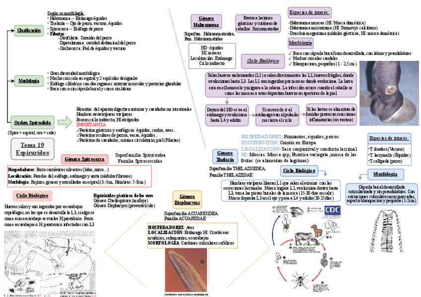 Miniatura del documento Esquema-tema-19-parasitologia.pdf