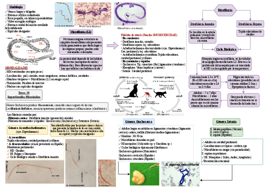 Miniatura del documento Esquema-tema-20-parasitologia.pdf