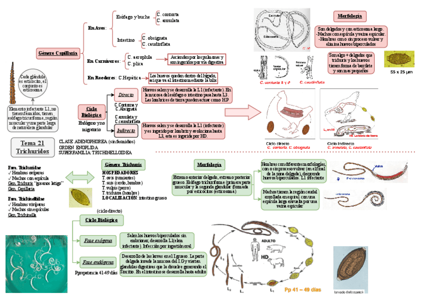 Miniatura del documento esquema-tema-21-parasitologia.pdf