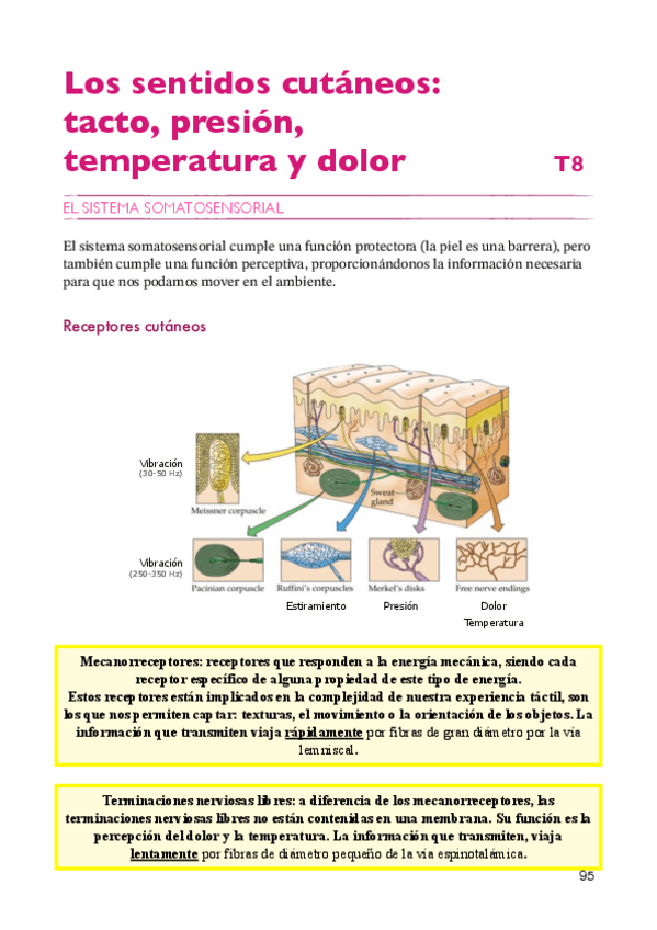 Miniatura del documento Percepción y atención apuntes T8 2024/2025.pdf