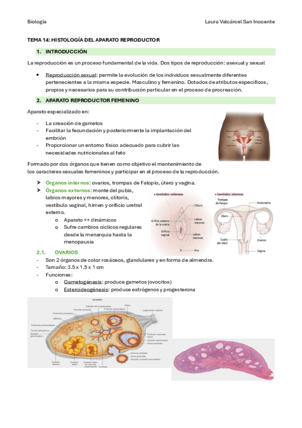 Miniatura del documento PARTE-6-HISTOLOGIA-Histologia-del-Aparato-Reproductor.pdf