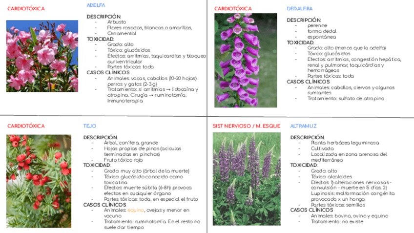 Miniatura del documento plantas-toxicas.pdf