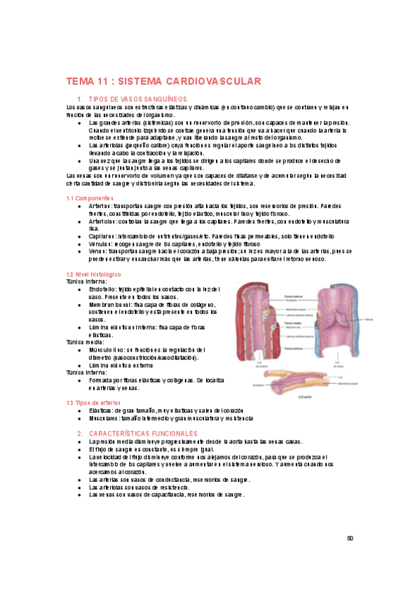 Miniatura del documento FISIOLOGIA-cardio-2.pdf