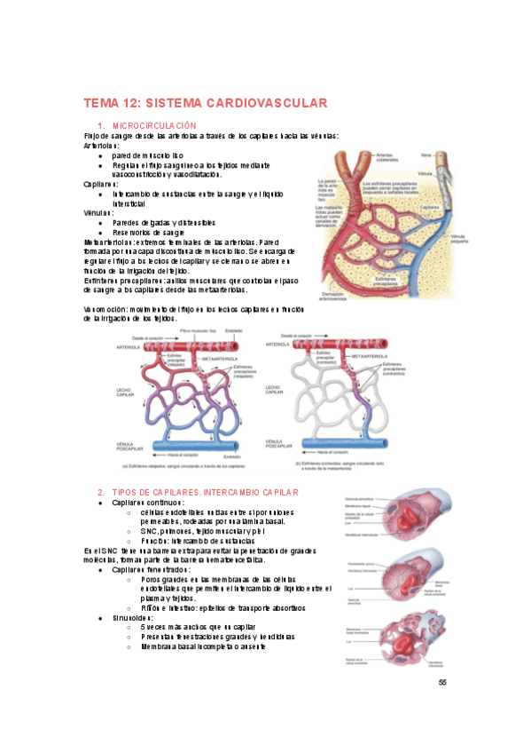 Miniatura del documento FISIOLOGIA-cardio-3.pdf