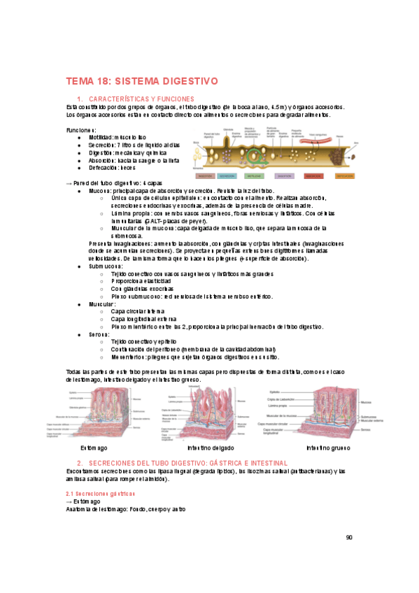 Miniatura del documento FISIOLOGIA-digestivo.pdf