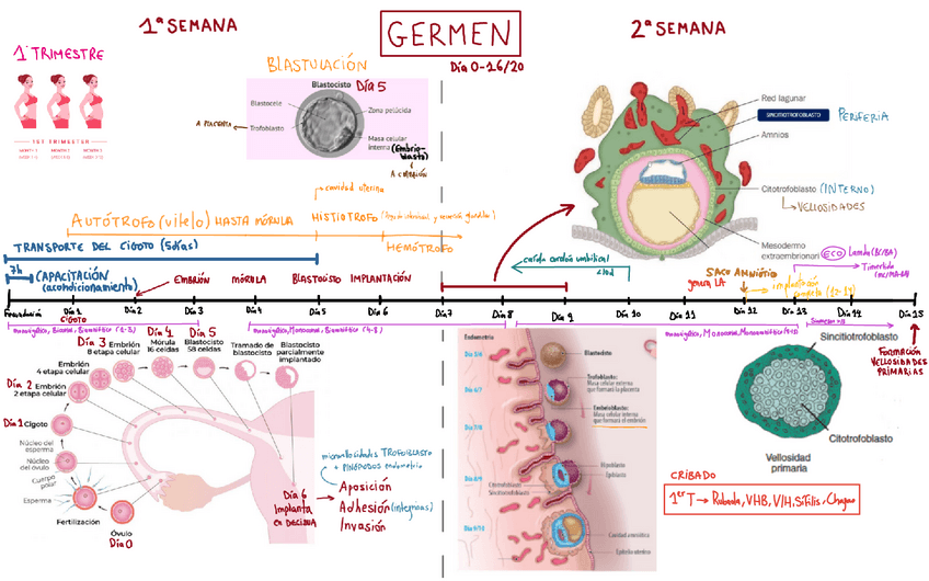 Miniatura del documento Linea-de-tiempo-obstetricia-pediatria.pdf