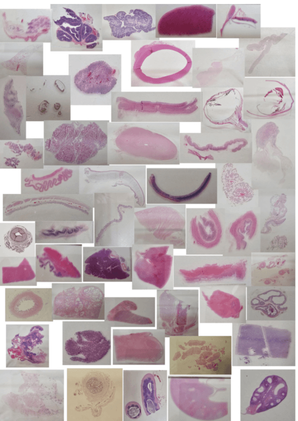 Miniatura del documento Fotos-histo-portas.pdf