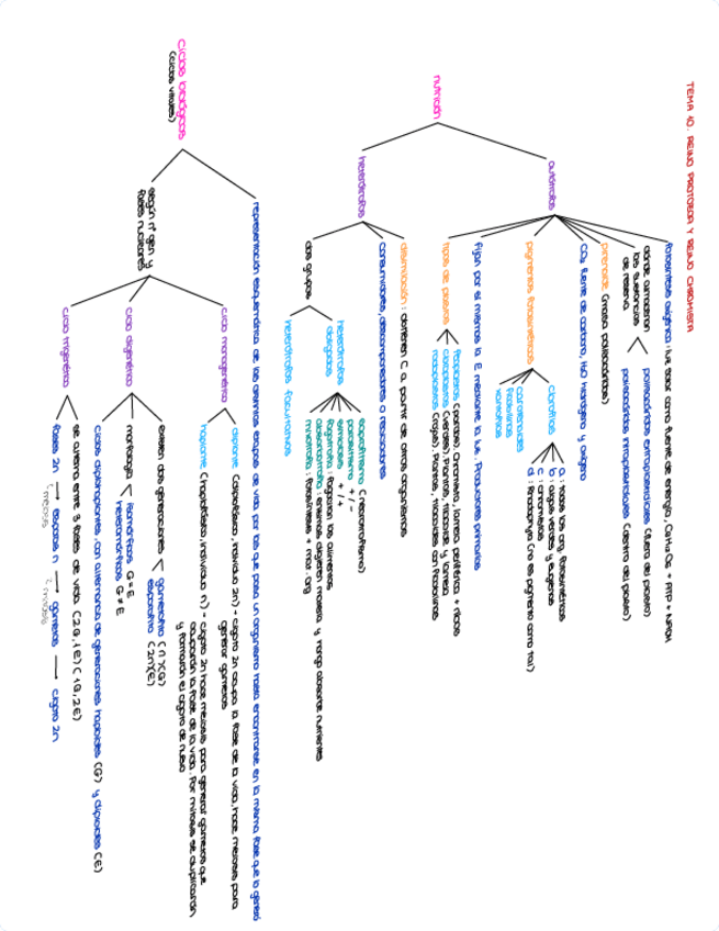 Miniatura del documento Esquema Tema 10. Reino Protozoa y Chromista.pdf