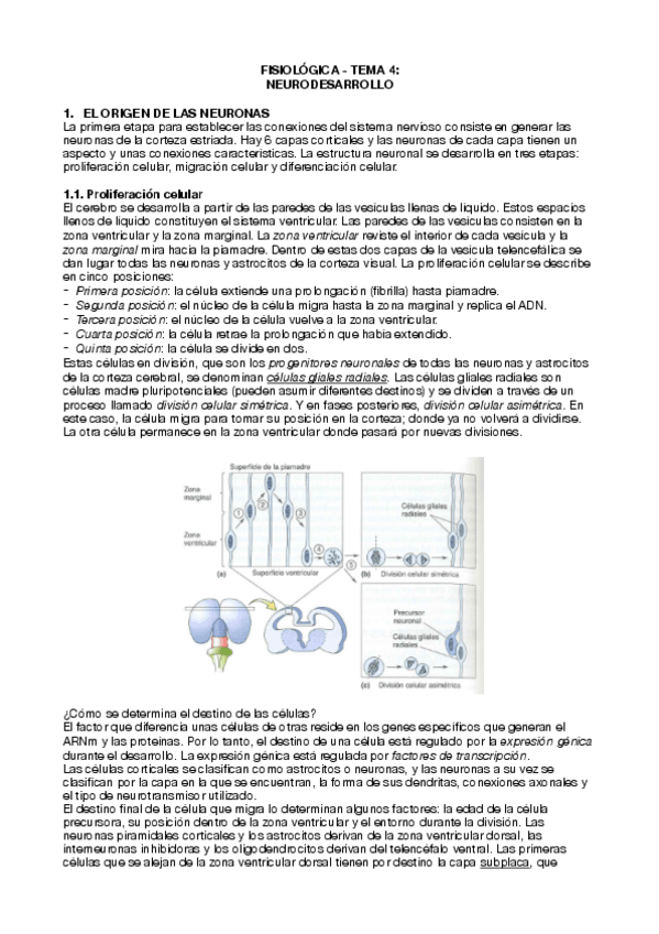 Miniatura del documento Tema-4-fisiologica-neurodesarrollo.pdf