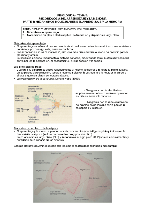 Miniatura del documento Tema-3-fisiologica-parte-1-aprendizaje-y-memoria.pdf