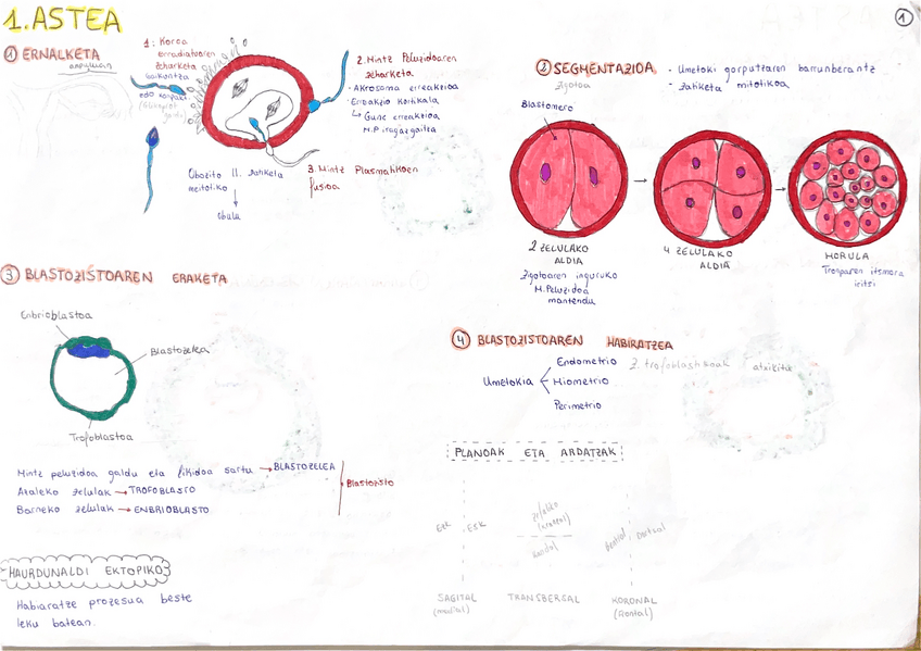 Miniatura del documento ANATOMIA-OROKORRA.pdf