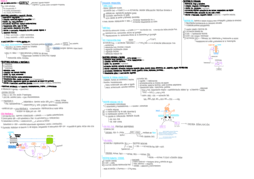 Miniatura del documento Esquema-tema-8-Biomol.pdf