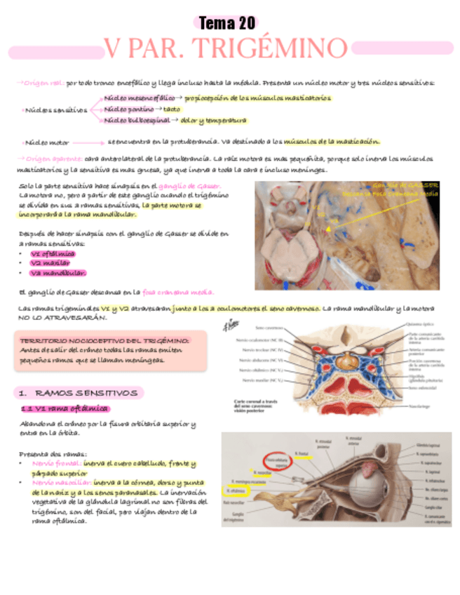 Miniatura del documento Tema-20.-V-PAR-CRANEAL-trigemino.pdf