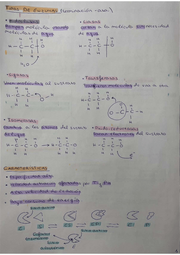 Miniatura del documento RESUMEN-TEMA-7.-METABOLISMO.pdf