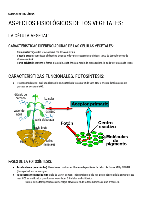 Miniatura del documento SEMINARIOS-BOTANICA-EXAMEN.pdf