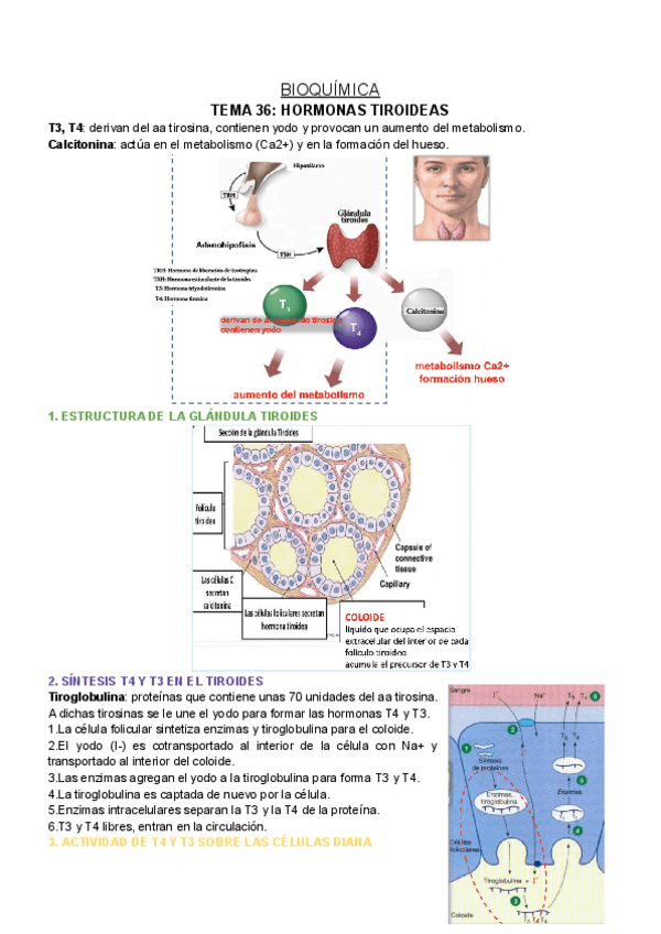 Miniatura del documento BQ-T36.pdf