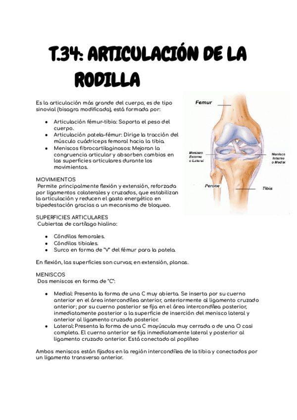 Miniatura del documento T.34-RODILLA-anato-I-24-25.pdf