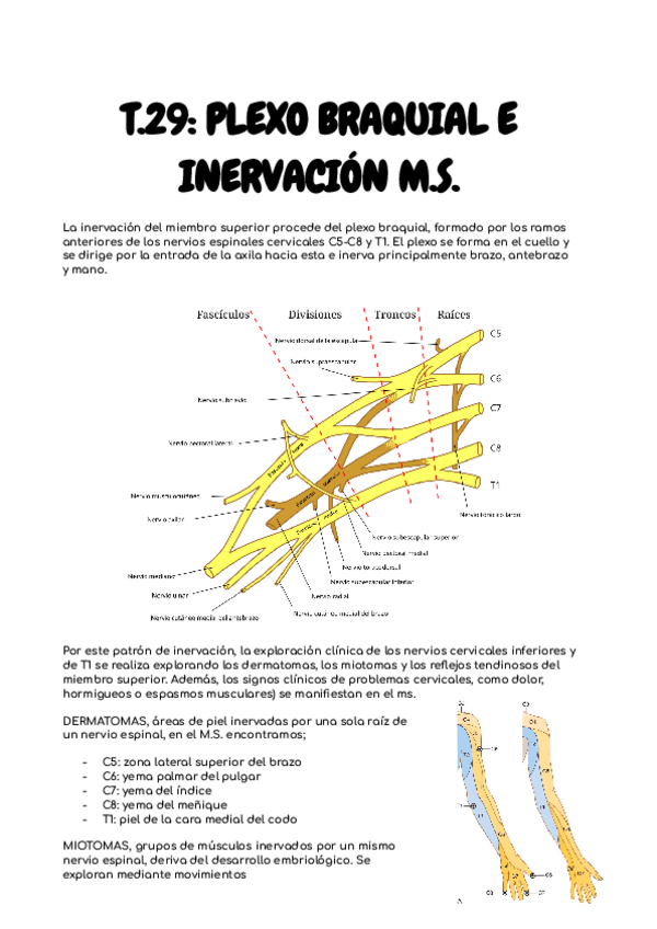 Miniatura del documento T29-INERV-MS-anato-I-24-25.pdf