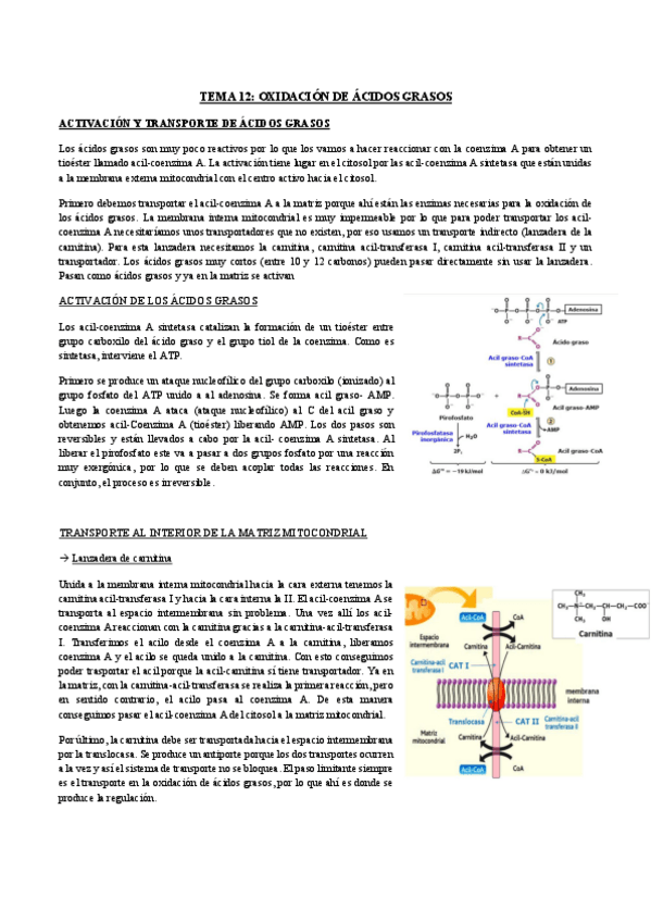 Miniatura del documento TEMA-12.pdf