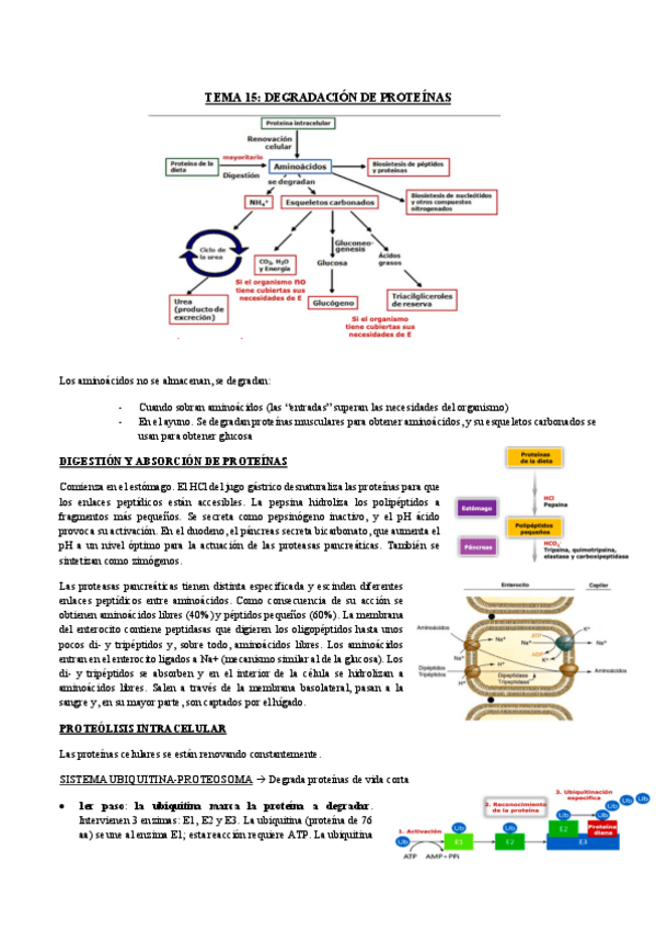 Miniatura del documento TEMA-15.pdf