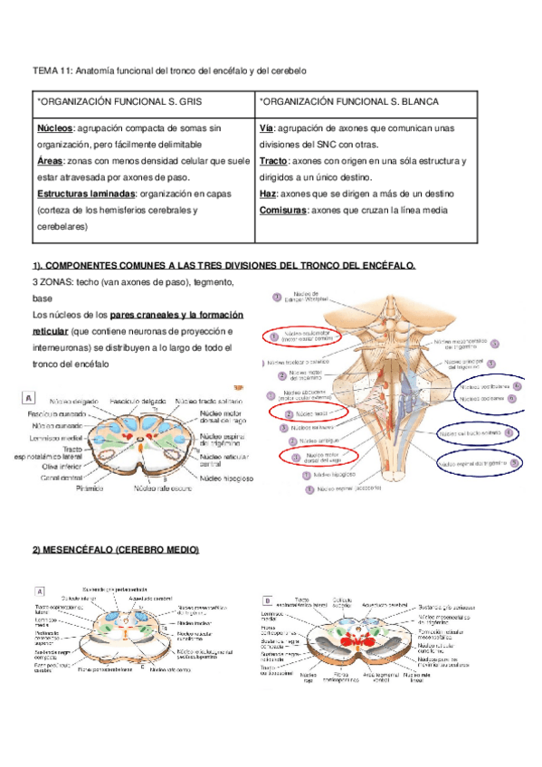 Miniatura del documento TEMA-11-Anatomia-funcional-del-tronco-del-encefalo-y-del-cerebelo.docx