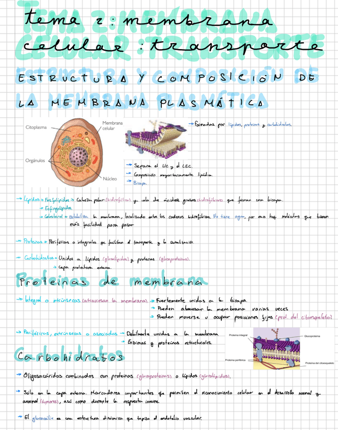 Miniatura del documento Fisiologia-T2.pdf