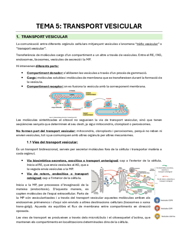 Miniatura del documento Tema-5-Transport-vesicular.pdf