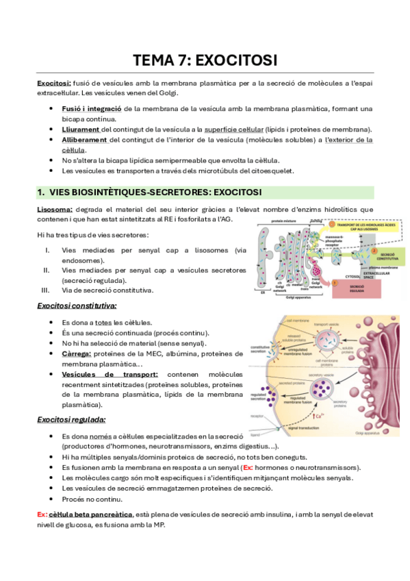 Miniatura del documento Tema-7-Exocitosi.pdf