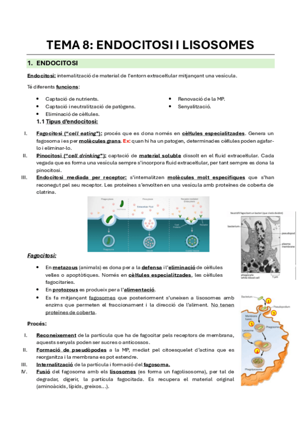 Miniatura del documento Tema-8-Endocitosi-i-Lisosomes.pdf