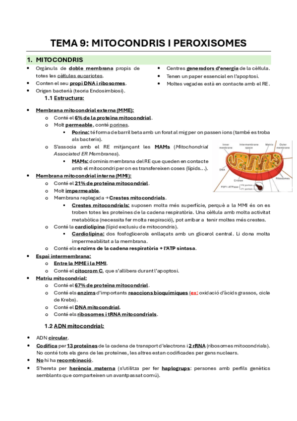 Miniatura del documento Tema-9-Mitocondris-i-Peroxisomes.pdf