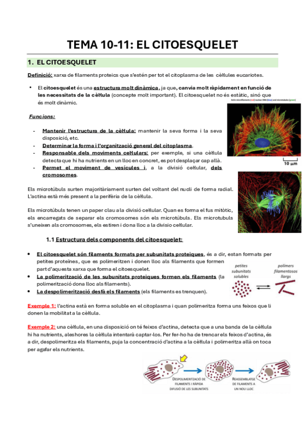 Miniatura del documento Tema-10-11-El-citoesquelet.pdf