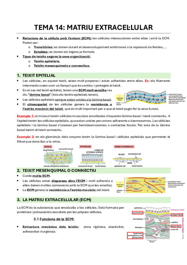Miniatura del documento Tema-14-Martiu-extracellular..pdf