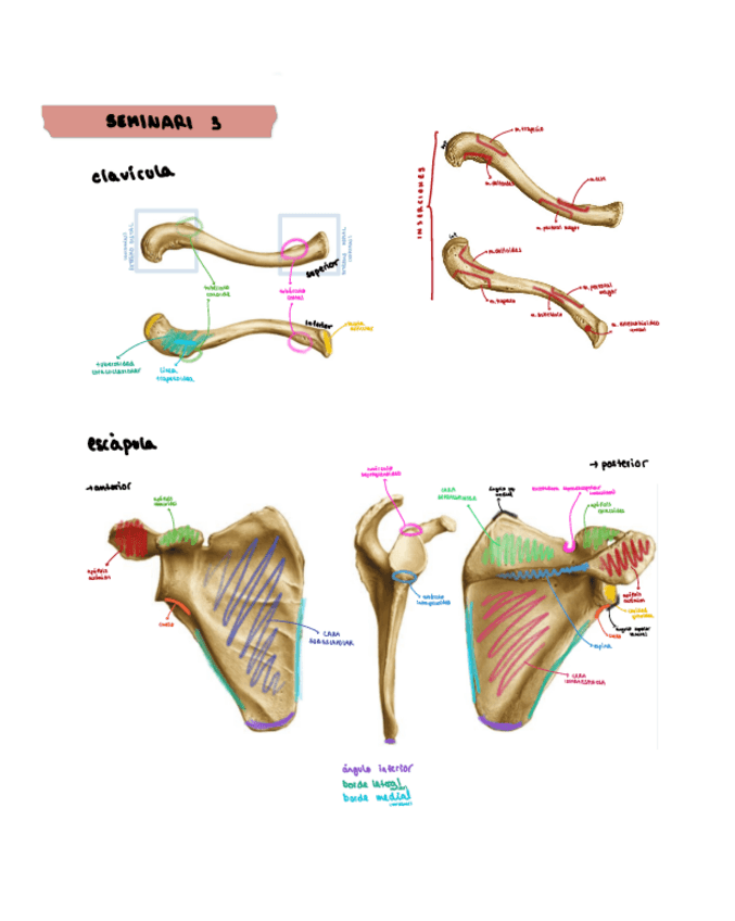 Miniatura del documento SEM 3y4 segundo parcial.pdf