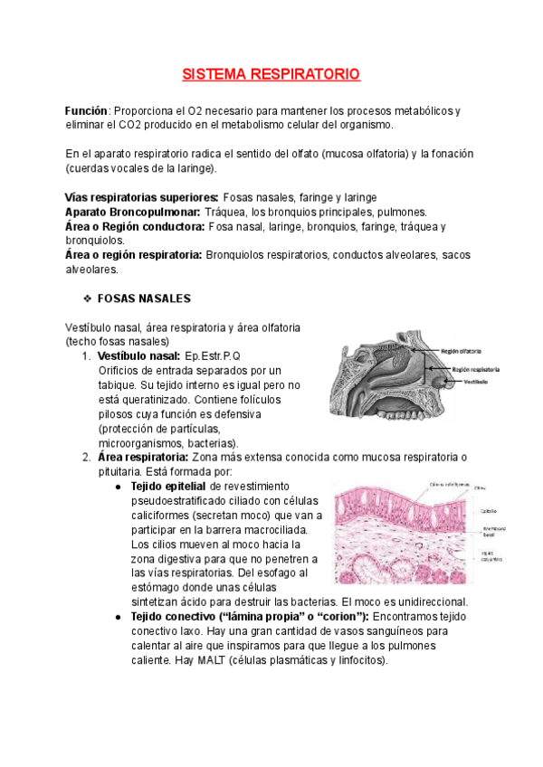 Miniatura del documento Aparato-respiratorio-histologia.pdf