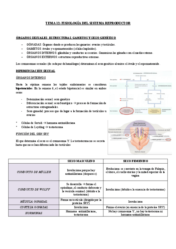 Miniatura del documento TEMA-12-SIST-REPRODUCTOR.pdf