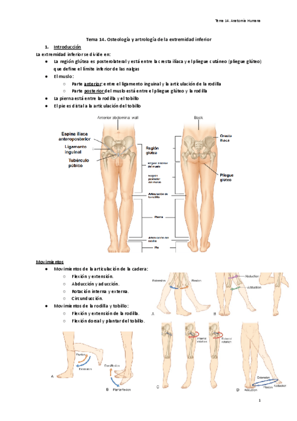 Miniatura del documento Tema-14.-Osteologia-y-artrologia-de-la-extremidad-inferior-1.pdf