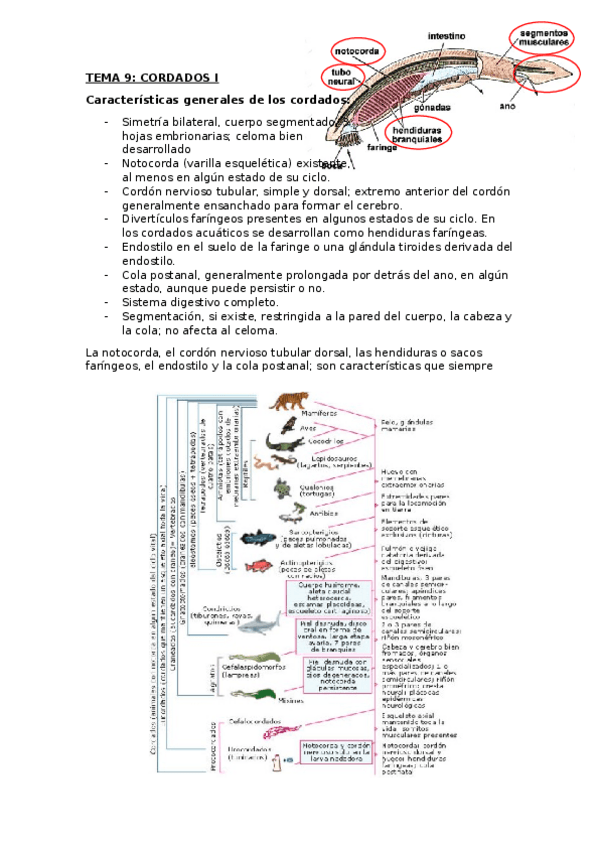 Miniatura del documento TEMA 9 (1).docx