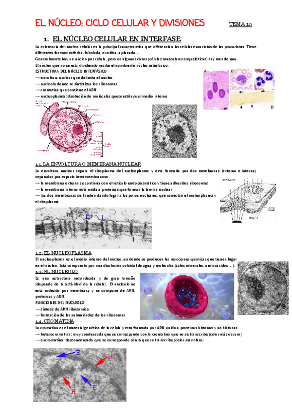 Miniatura del documento T10-Nucleo-ciclo-celular-y-divisiones.pdf